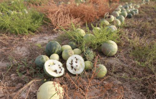 娱乐吃瓜菌人世间